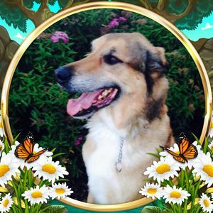 Meet your Posher, Ila